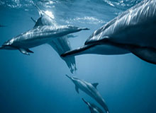 世界杯官方入口-李圣龙：哪怕缺奥斯卡和颜骏凌 我们也不容易战胜